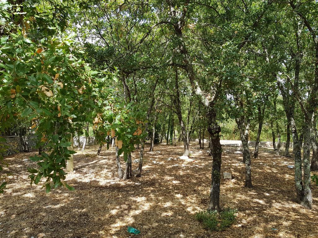 Villa Venus Woods Martina Franca Dış mekan fotoğraf